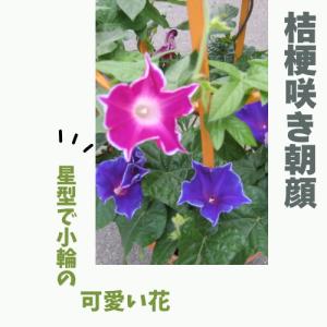 行灯仕立て朝顔 1鉢 6号鉢の詳細画像3
