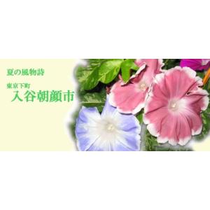 行灯仕立て朝顔 1鉢 6号鉢の詳細画像4