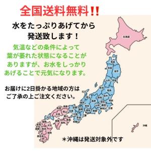 行灯仕立て朝顔 1鉢 6号鉢の詳細画像5
