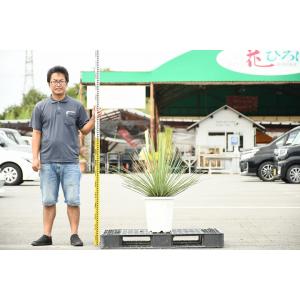 南国風 庭木の商品一覧 通販 Yahoo ショッピング