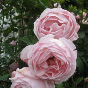 バラ苗 ナエマの商品一覧 通販 Yahoo ショッピング