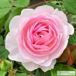 つるバラ 禅ローズ ユキコ 2年生大苗 6号ポット 接木 ラベルなし