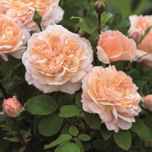 バラ 苗 イングリッシュローズ 【メアリー ディレイニー ［登録品種