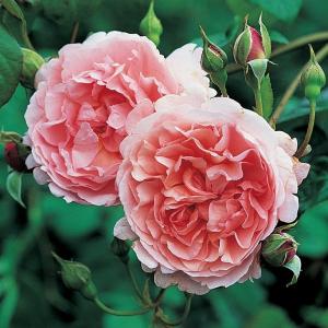 バラ 苗 イングリッシュローズ 【メアリー ディレイニー ［登録品種