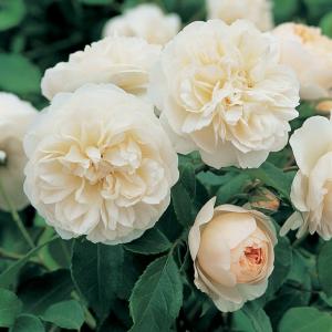 四季咲き花木 花 ガーデニング の商品一覧 通販 Yahoo ショッピング