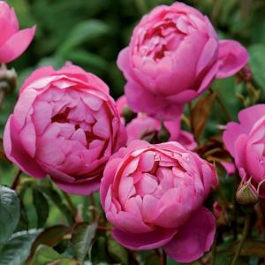 予約苗 バラ苗 ジュードジオブスキュア (大苗) シュラブ 返り咲き 中輪