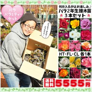◆送料無料 バラ バラエティーセット◆  バラ 苗 【HT・FL・CL 各1本 3本セット】 2年生 接木苗 何が入るかはお楽しみ ※北海道・沖縄は送料無料適用外です。