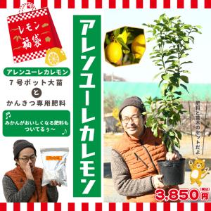 みかんの肥料の時期 苗木 植木 の商品一覧 花 ガーデニング 通販 Yahoo ショッピング