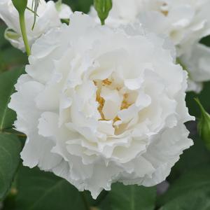 薔薇 ルブラン 花 ガーデニング の商品一覧 通販 Yahoo ショッピング