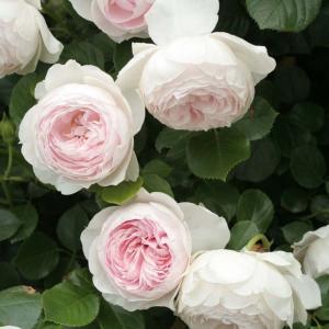 バラ 苗 ロサオリエンティス 【ロマンテック チュチュ (FL) 小中輪