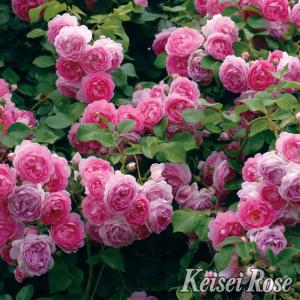 薔薇　イエライシャン　夜来香　バラ　小苗　② 2-87001_1.jpg