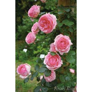 つるヒストリーバラの商品一覧 通販 Yahoo ショッピング