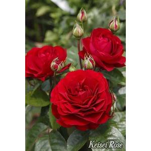 バラ 苗 京成 【恋いづな （FL） ［登録品種］ 中輪 四季咲き】 2年生