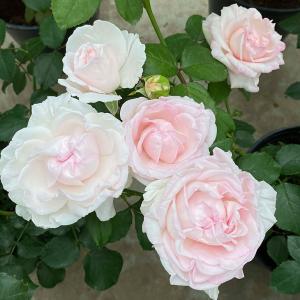 四季咲き花木 花 ガーデニング の商品一覧 通販 Yahoo ショッピング