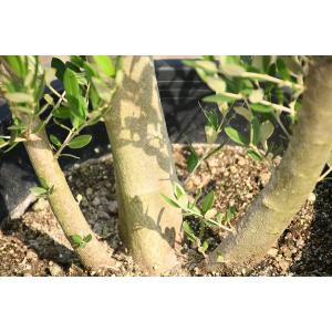 オリーブ 苗木 現品 現品発送 花 ガーデニング 枯れにくいナーセリーポット管理 原木オリーブ 鉢植え 品種 ミッション 古木 鉢植え