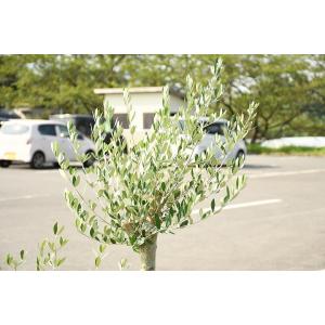 オリーブ 苗木 現品 現品発送 花 ガーデニング 枯れにくいナーセリーポット管理 原木オリーブ 鉢植え 品種 ミッション 古木 鉢植え