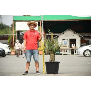 人気no 1 本体 現品発送 オリーブ 現品 苗木 古木 原木オリーブ 品種 ミッション 枯れにくいナーセリーポット管理 鉢植え Valleyforgeaudubon Org