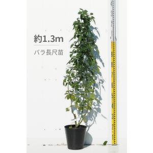 バラ 苗 ロサオリエンティス 【オデュッセイア...の詳細画像3