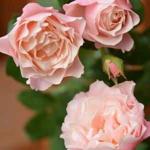 バラ苗 ダフネ 花 ガーデニング の商品一覧 通販 Yahoo ショッピング