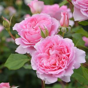 バラ 苗 ロサオリエンティス 【ロマンテック チュチュ (FL) 小中輪