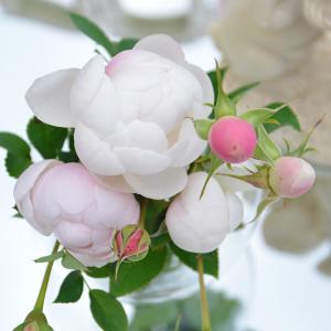 ロサオリエンティス 白 花の苗 の商品一覧 苗 花 ガーデニング 通販 Yahoo ショッピング