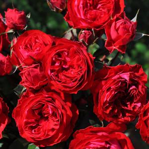 バラ苗　イングリッシュローズ正規品　大苗　メアリーディレイニー　四季咲き メアリー・ディレイニー(Ausorts)（バラ苗：イングリッシュローズ