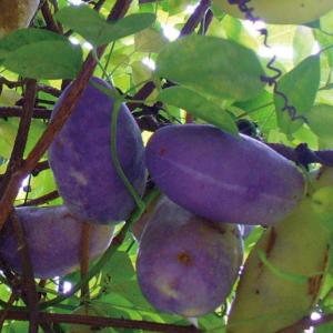 黒真珠レンブ苗 取木苗 : りゅうか商事 - 通販 - Yahoo!ショッピング