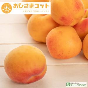 アンズ 苗木 【おひさまコット （旧名： サニーコット） ［登録品種］】 1年生 接ぎ木 ポット苗