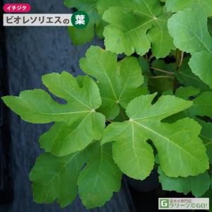 イチジク 苗 【ビオレソリエス】 3年生 挿し...の詳細画像4