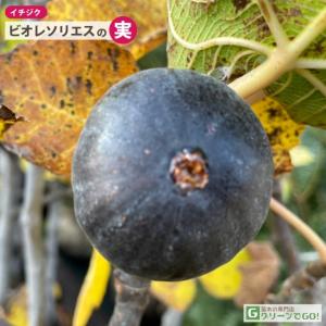 イチジク 苗 【ビオレソリエス】 3年生 挿し...の詳細画像5