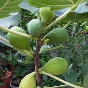 みかん 苗木 早生デコポン 不知火 3年生接木大苗 産地で剪定済 1.0m苗