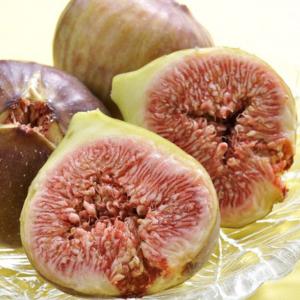 イチジク 苗 【アーチペル】 1年生 挿し木 ポット苗 : 苗木の専門店