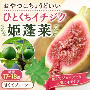 いちじく 早生日本種 （蓬莱柿） 3年生大苗1.1m苗 予約販売10〜11月頃