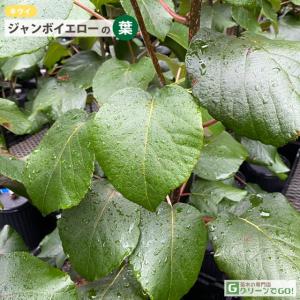 キウイ 苗木 【メス ジャンボイエロー】 1年...の詳細画像1