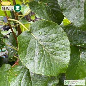 ■優良2年生大苗■ キウイ 苗木 【メス 紅妃...の詳細画像1
