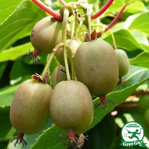 ◆送料無料◆ さるなし 【大実サルナシ】 ポット苗 （ニーム小袋付き） （ニーム小袋付き） ※北海道...