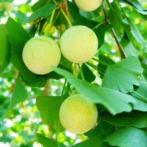 なつめ 苗木 【インドナツメ】蜜棗 2年生 接ぎ木 ポット苗 : 苗木の