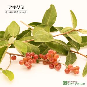 椿 ツバキの苗木 素粧 そしょう : 植物・園芸専門店 花育通販Yahoo!店