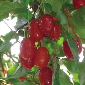 グミ 苗木 【グミ2品種 受粉相性OKセット ビックリグミ × 夏グミ】 1