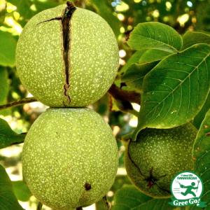 くるみ 苗木 【鬼グルミ】 3年生 約1.3m 大苗 : 苗木の専門店 グリーン