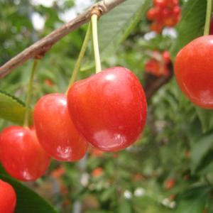 さくらんぼ 苗木 【YD（矮性台木） ナポレオン】 3年生 接ぎ木 約1.3m