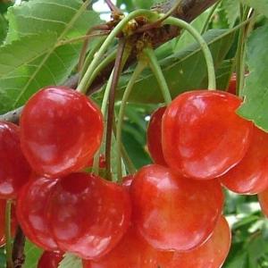 さくらんぼ 苗木 【紅秀峰 （べにしゅうほう）】 3年生 接ぎ木 約1.3m