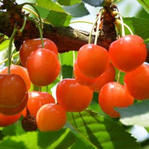 さくらんぼ 苗木 【さおり】 3年生 接ぎ木 約1.3m 大苗