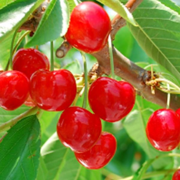 さくらんぼ 苗木 【紅きらり ［登録品種］】 1年生 接ぎ木 ポット苗