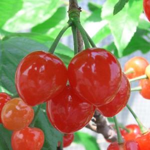 ◇送料無料◇ さくらんぼ 苗木 【暖地サクランボ】 1年生 接ぎ木