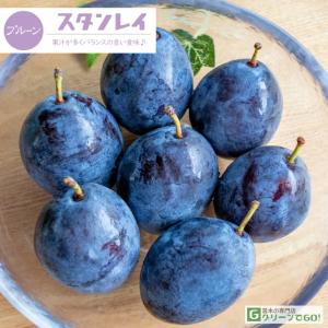 ■優良2年生大苗■ プルーン【スタンレイ】 2年...の商品画像