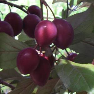 スモモ プラム 苗 【紅葉スモモ （べにばすもも） ハリウッド 】 1年生 接ぎ木 ポット苗