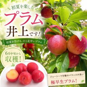 スモモ プラム 苗 【ビューティー】 3年生 接ぎ木 約1.3m 大苗 : 苗木