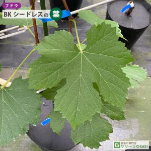 ■優良2年生大苗■ ぶどう 苗木 【BK シー...の詳細画像3