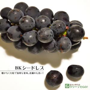 ◆送料無料◆ ぶどう 苗木 【BK シードレス ...の商品画像